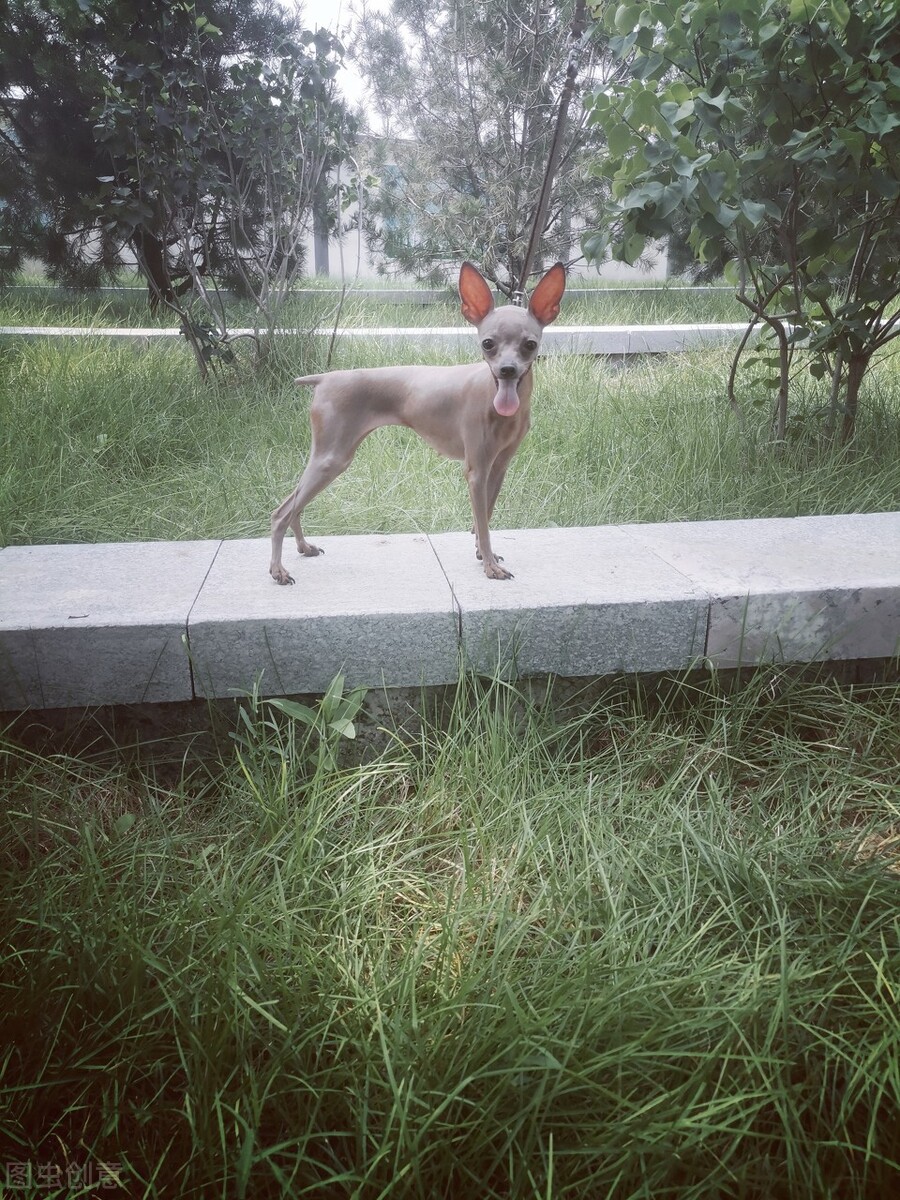 小鹿犬的优缺点、怎样使用正确的训练方法改掉小鹿犬的坏习惯？