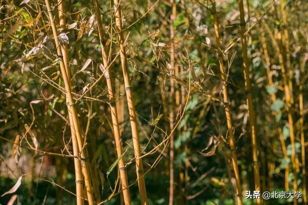 独家限定！北大赏秋地图来了