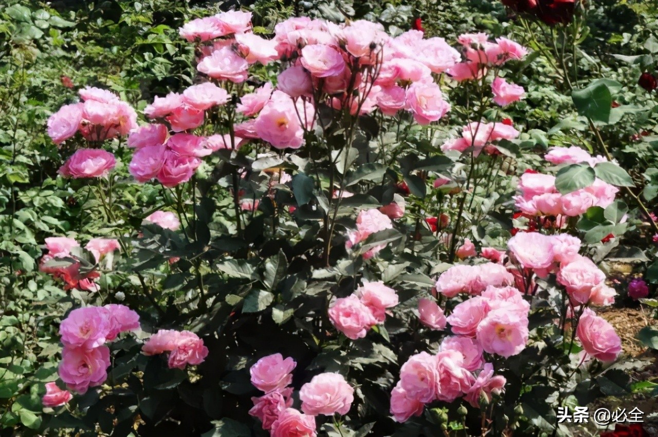 耐盐碱植物大搜罗:常绿植物、地被及其他篇