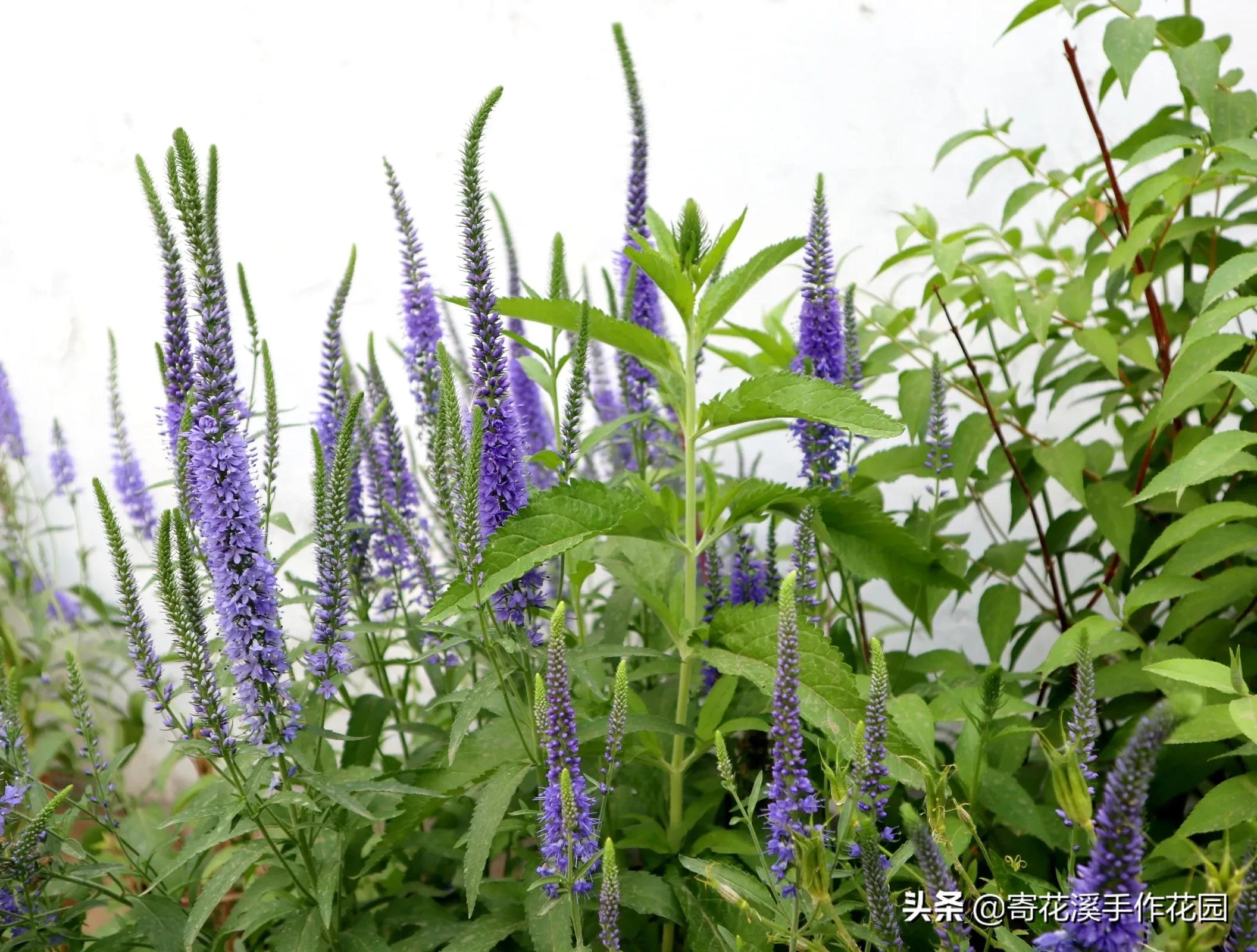 植物生长记录表图片(北方花园5月末植物生长记录)