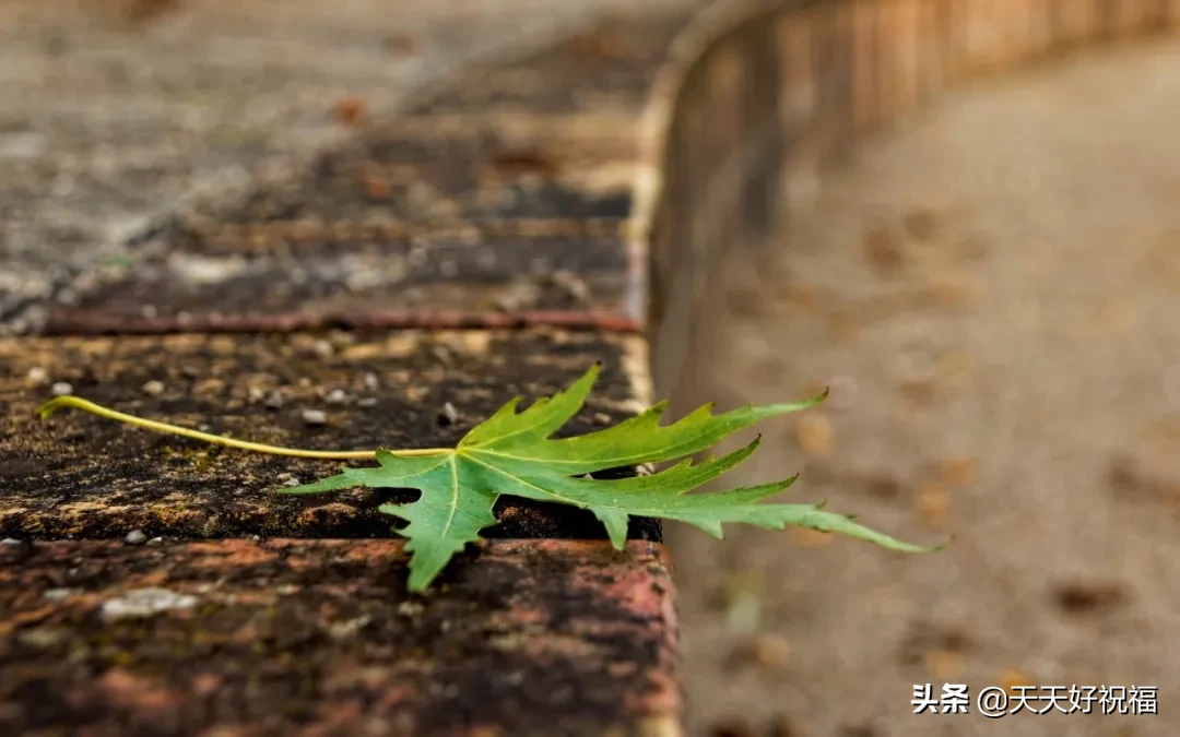 抖音最近很火的句子 点赞率最高的说说