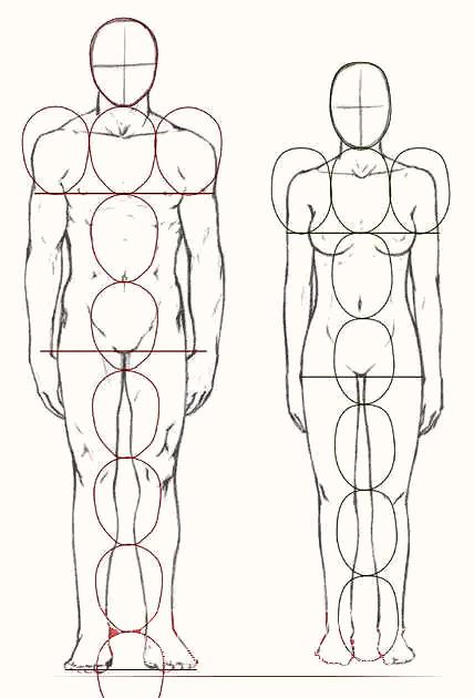 「推荐」如何画速写人体比例结构?超详细的素描速写人体结构