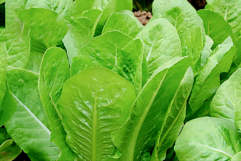 孔雀菜的种植时间和方法(孔雀菜的正确种植技巧)