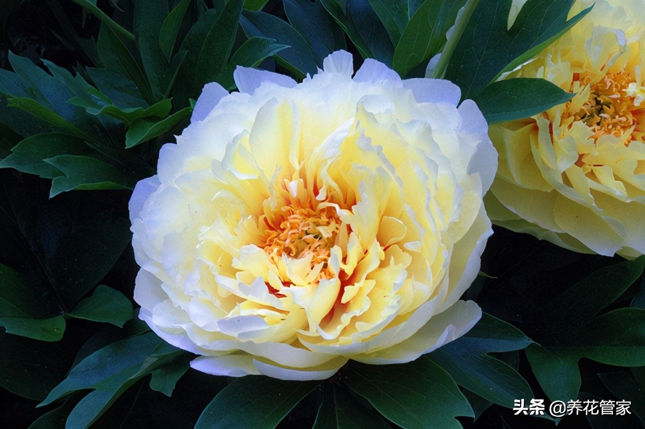 芍药花的样子介绍是(盘点芍药的八大花型)