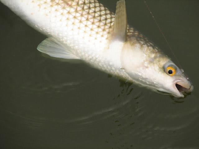 鲻鱼是梭鱼吗,是海鱼么 _极限路亚