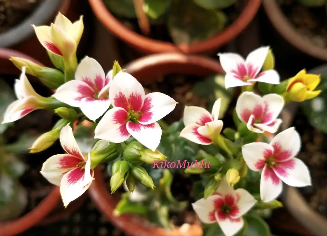 珍珠粉23.海伦21.紫单▲图片来自花友阳光云朵19.