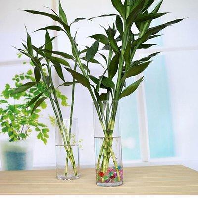 富贵竹好养吗（富贵竹做好这三点新叶冒出来）