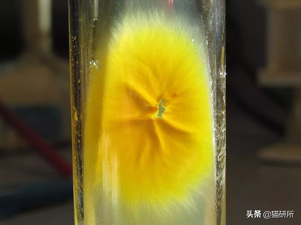 铲屎官必读：猫癣的家庭诊断与用药指南