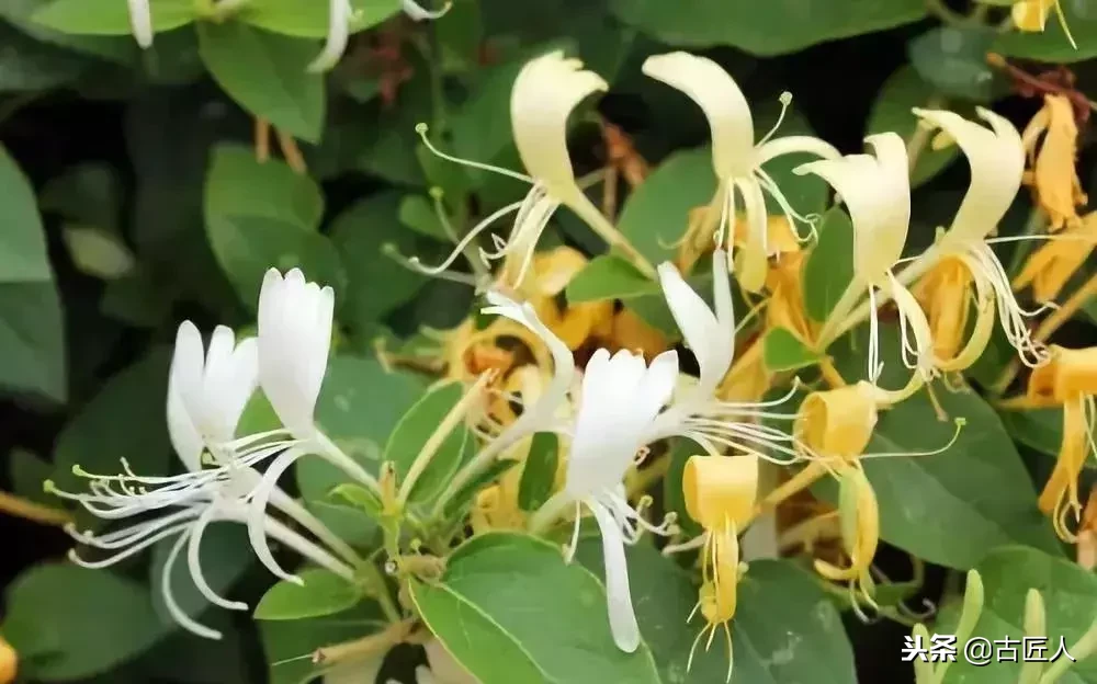 万紫千红的百花汇（百花汇中富含诗意的花）