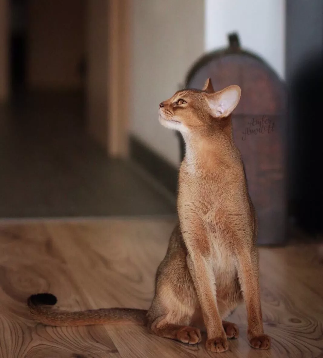 猫咪品种大盘点15:阿比西尼亚猫