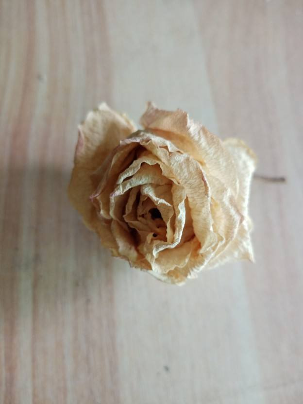 制作干花的方法（这种方法让你制作成永生花和干花）