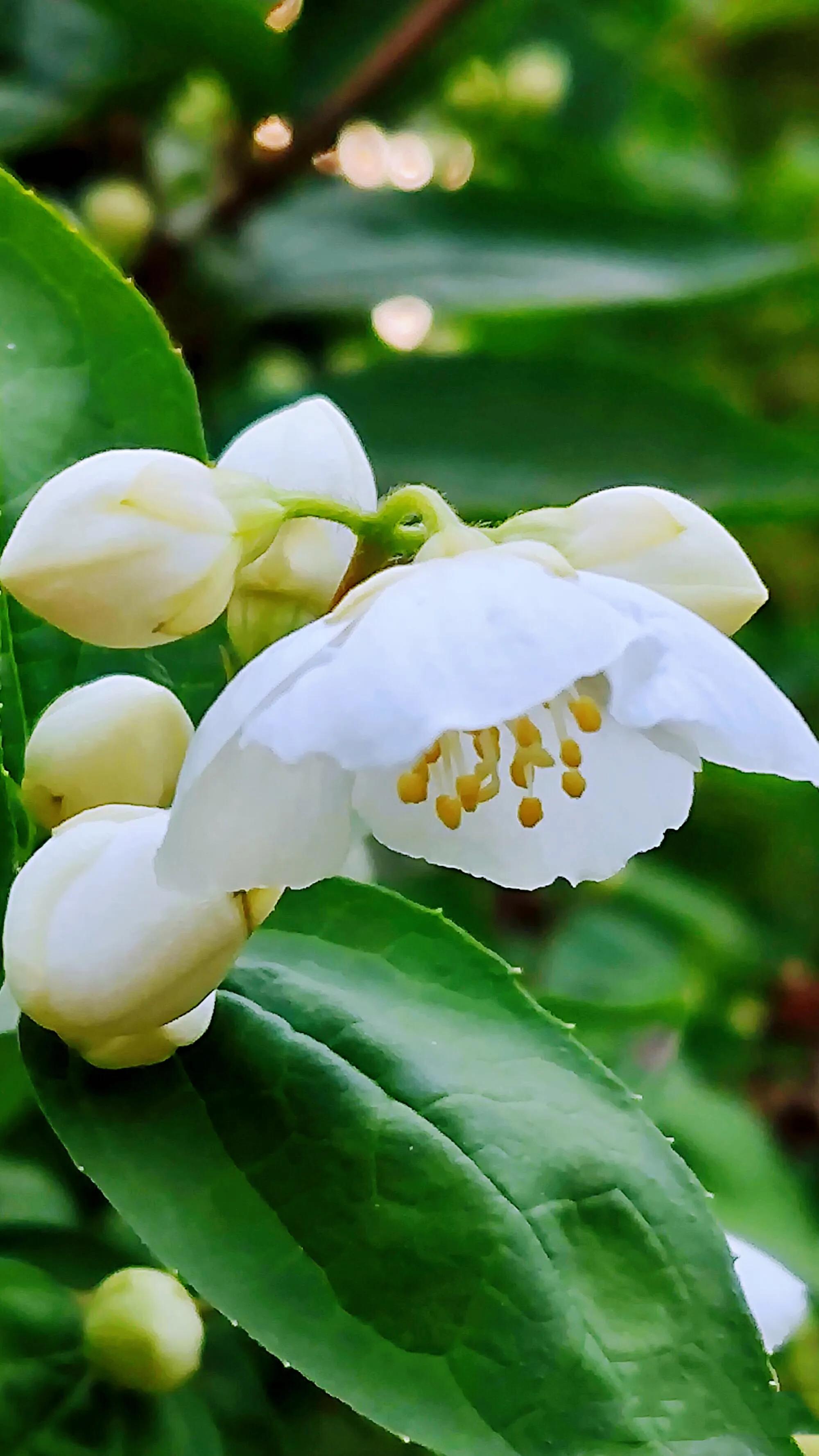 山梅花～洁白无瑕,香气袭人