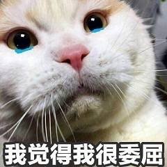 猫咪斗图表情包合集 你这是想干嘛呀