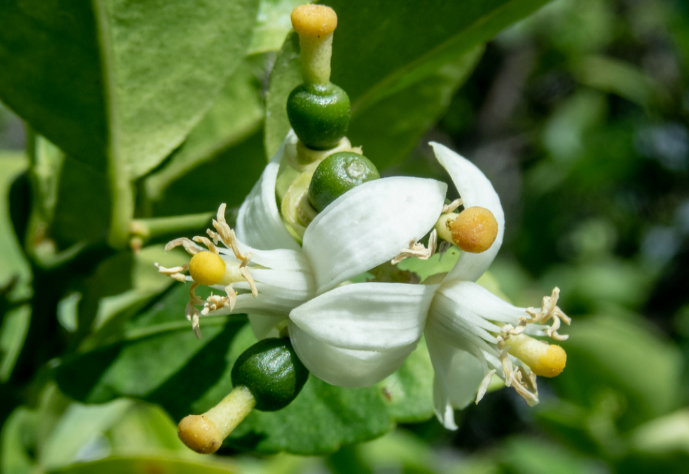 代代花别名叫什么（一文了解代代花的3个别名）