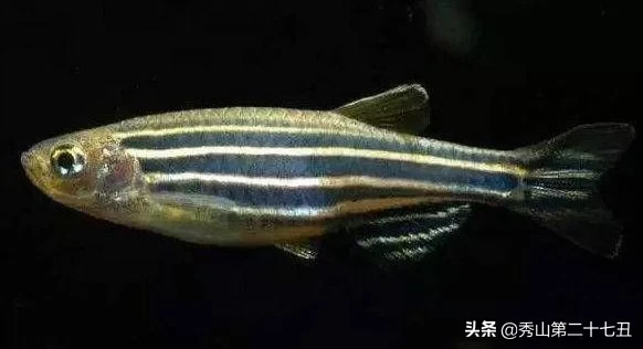 10大最好养又好看的观赏鱼，草金鱼榜首，孔雀鱼第九