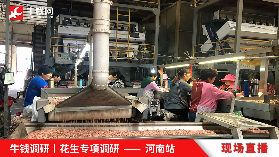 牛钱调研丨河南花生专项调研第一天
