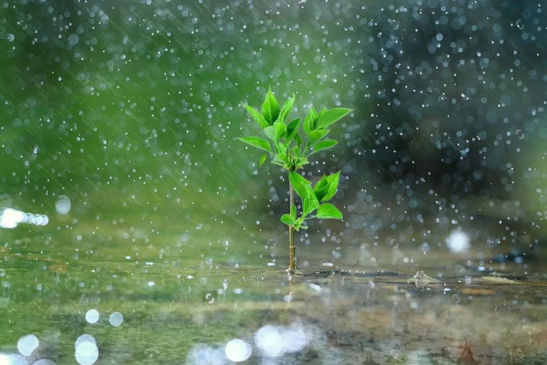 谷雨：愿有春雨润你身，愿有良人慰你心