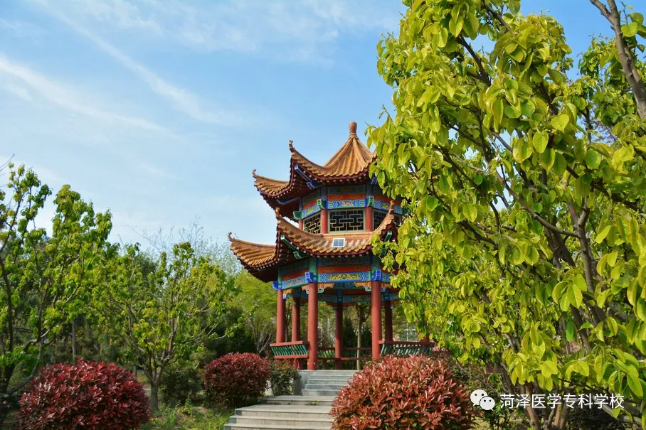 菏泽医学专科学校牡丹，又是姹紫嫣红开遍