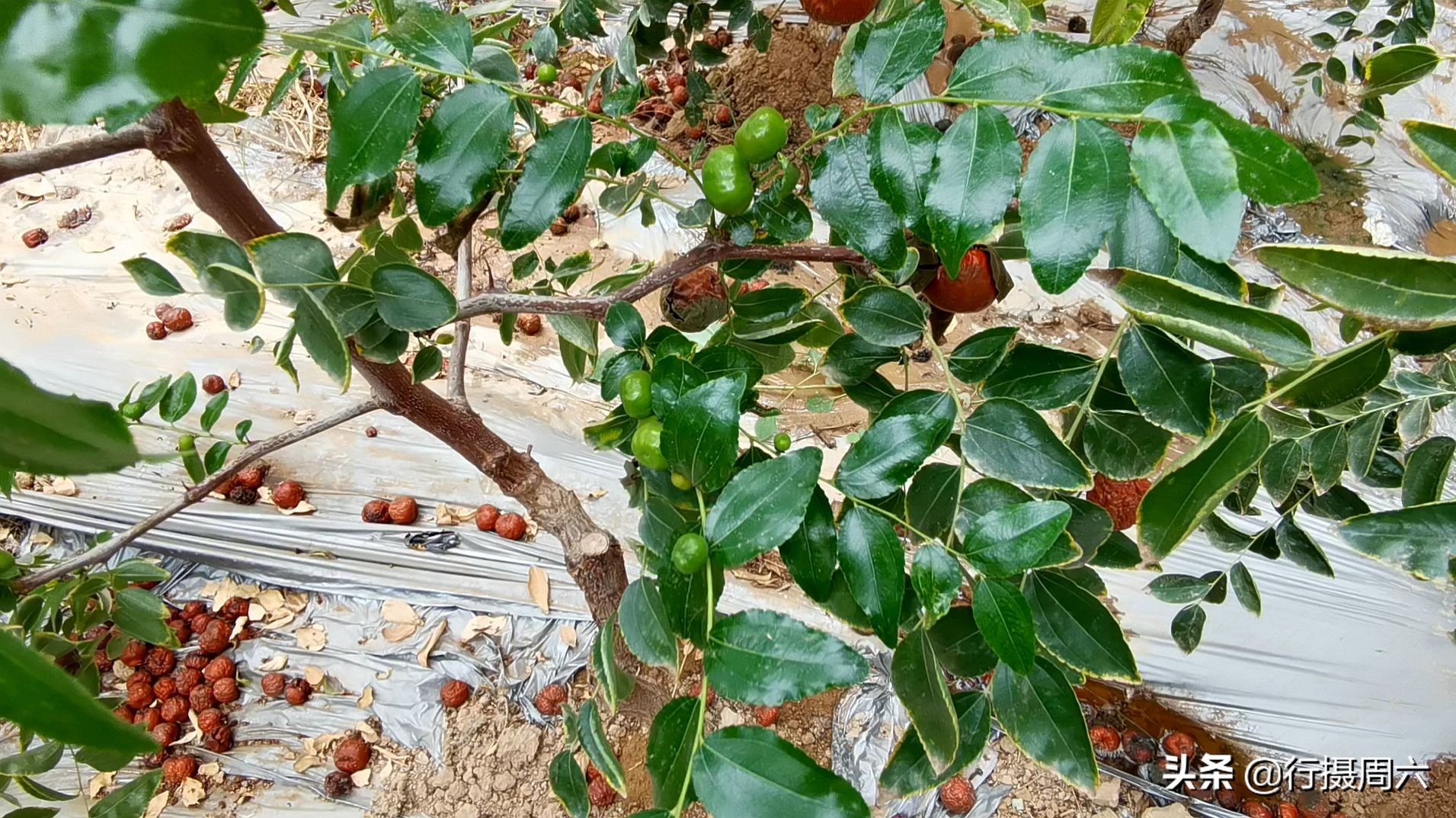 棗樹管理,棗樹管理方法