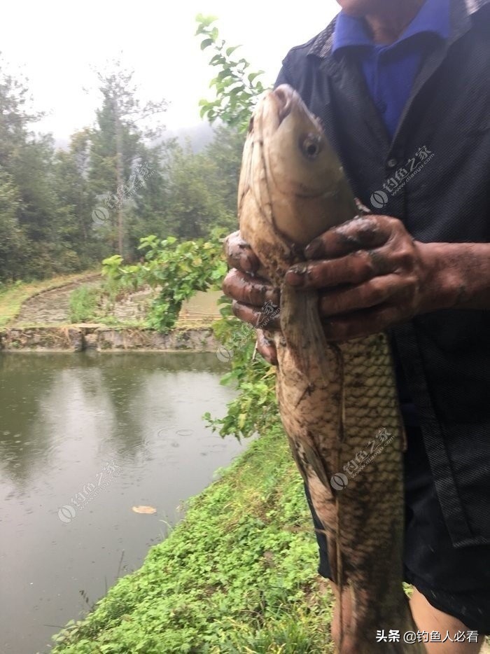 怎樣釣草魚,怎樣釣草魚 釣草魚技巧