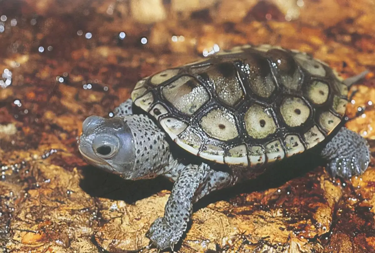 乌龟的种类图片及名称（乌龟的品种图片）