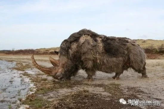 10种曾与人类同行的巨型野兽