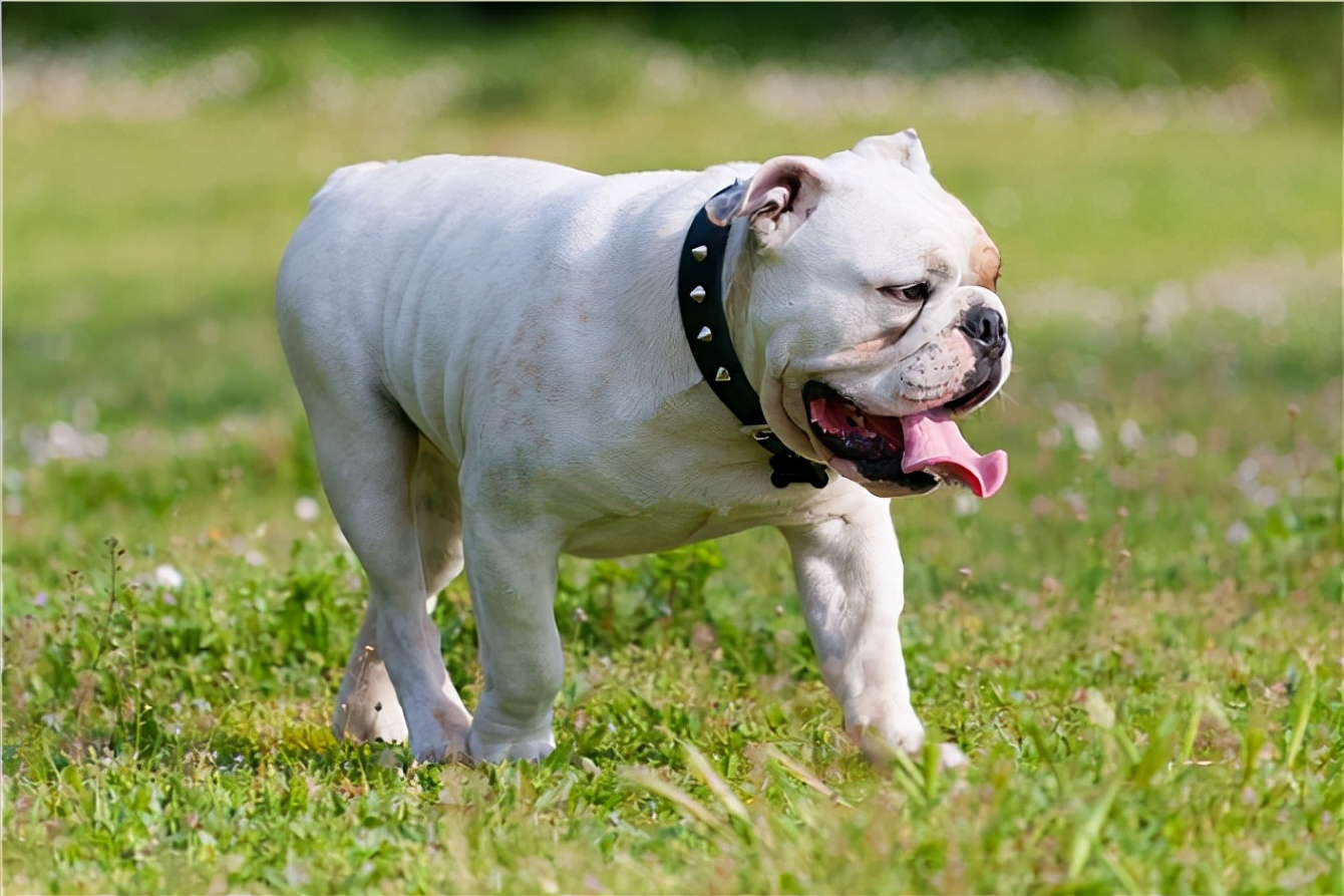 世界上被多国明令禁养的6大凶猛犬种，加纳利犬堪称“杀人犬”