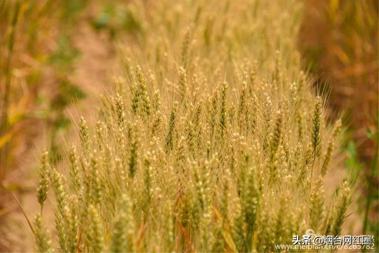 人们常说"三夏"大忙季节，即指忙于夏收、夏种和春播作物的夏管。