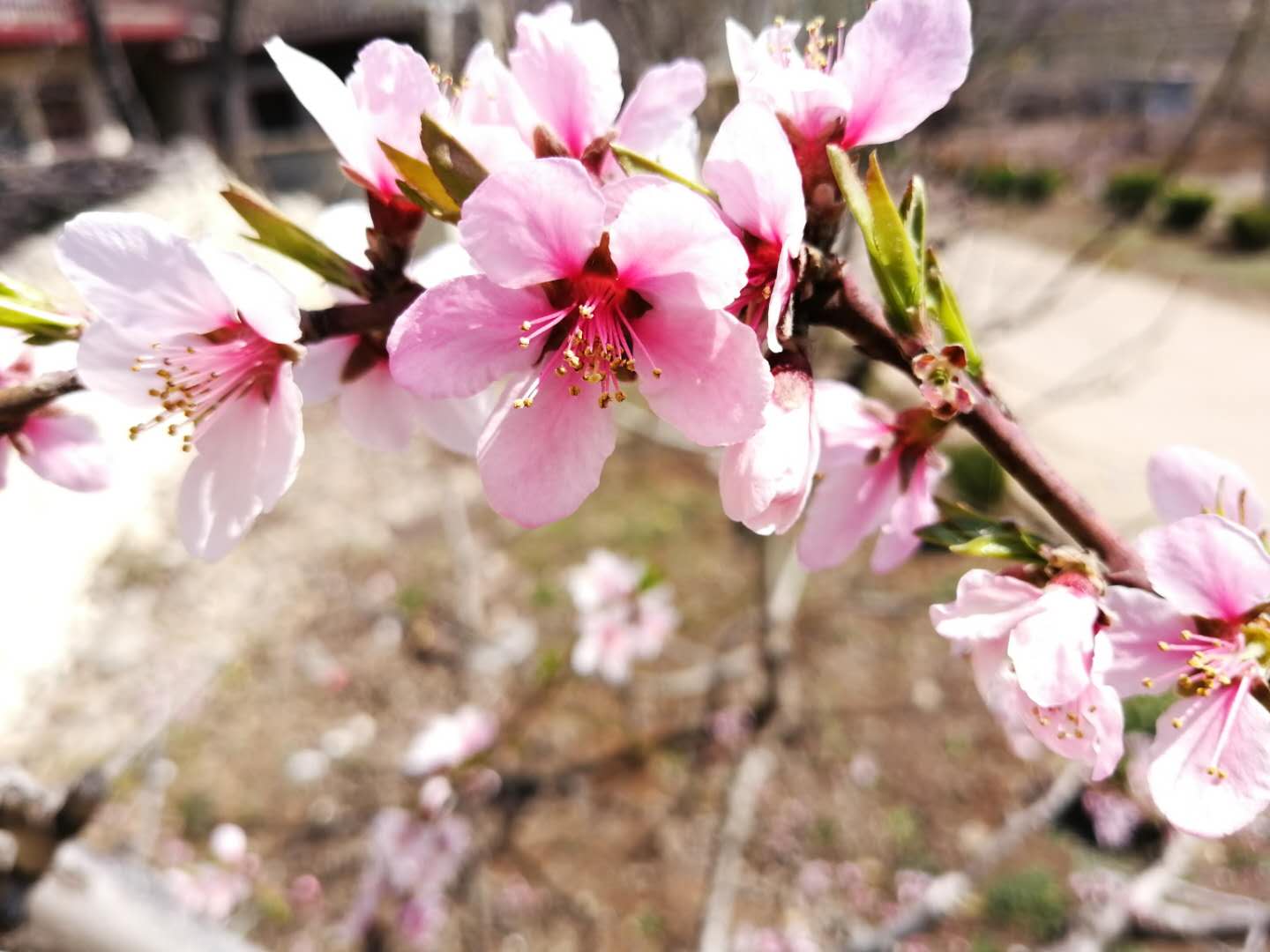六首唯美桃花诗，诉尽春日情深，桃花如霞，爱意如诗