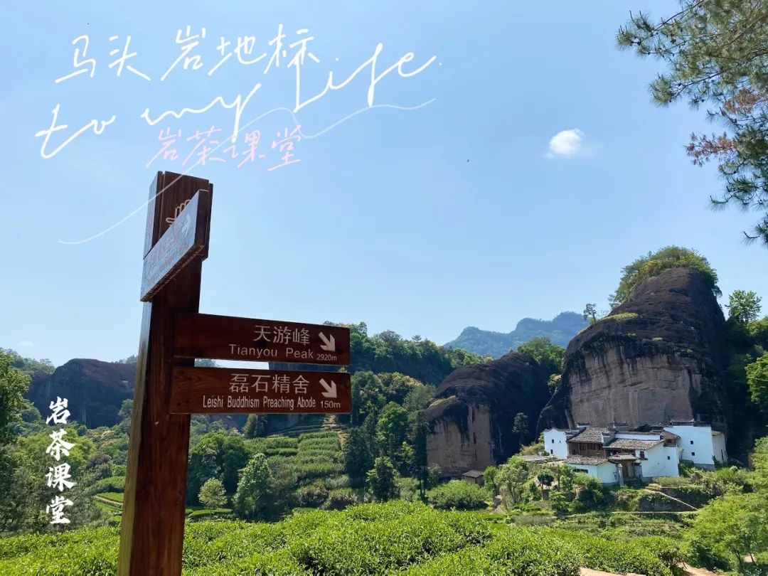 牛肉、马肉、猴肉、鬼肉，这么多正岩肉桂，哪个山场的味道最好？