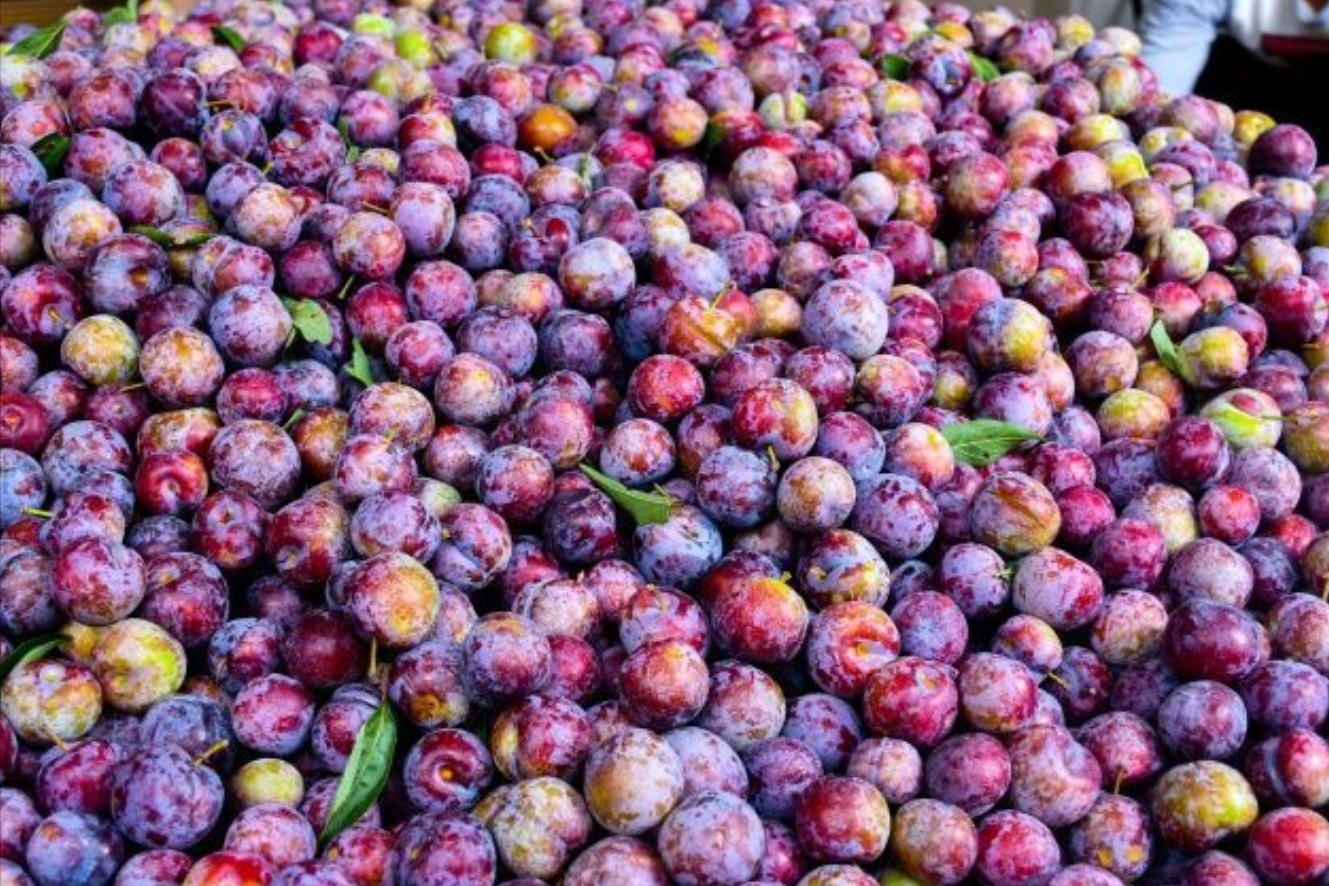 美国黑布林口碑跌至冰点，原产于我国的9个李子，你识得几个？