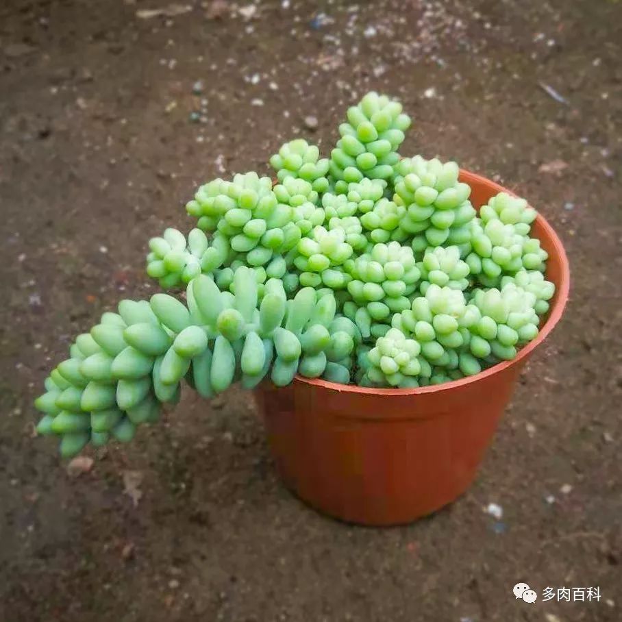 多肉植物新玉缀养护小知识!