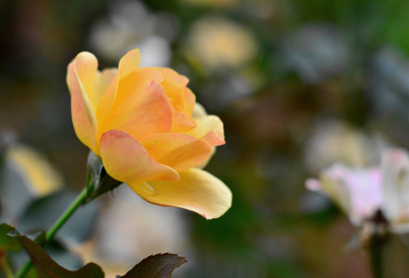 开作秋花取意妍,十二首秋花诗词,在诗词中欣赏那些秋天美丽的花