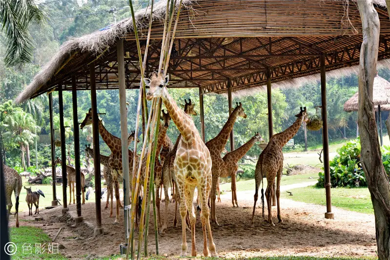 长隆欢乐世界旅游攻略景点必去（三天三夜欢乐长隆之旅）