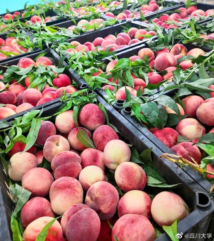 这5所“双一流”大学，用美食征服师生，学生：4年时间真吃过瘾了