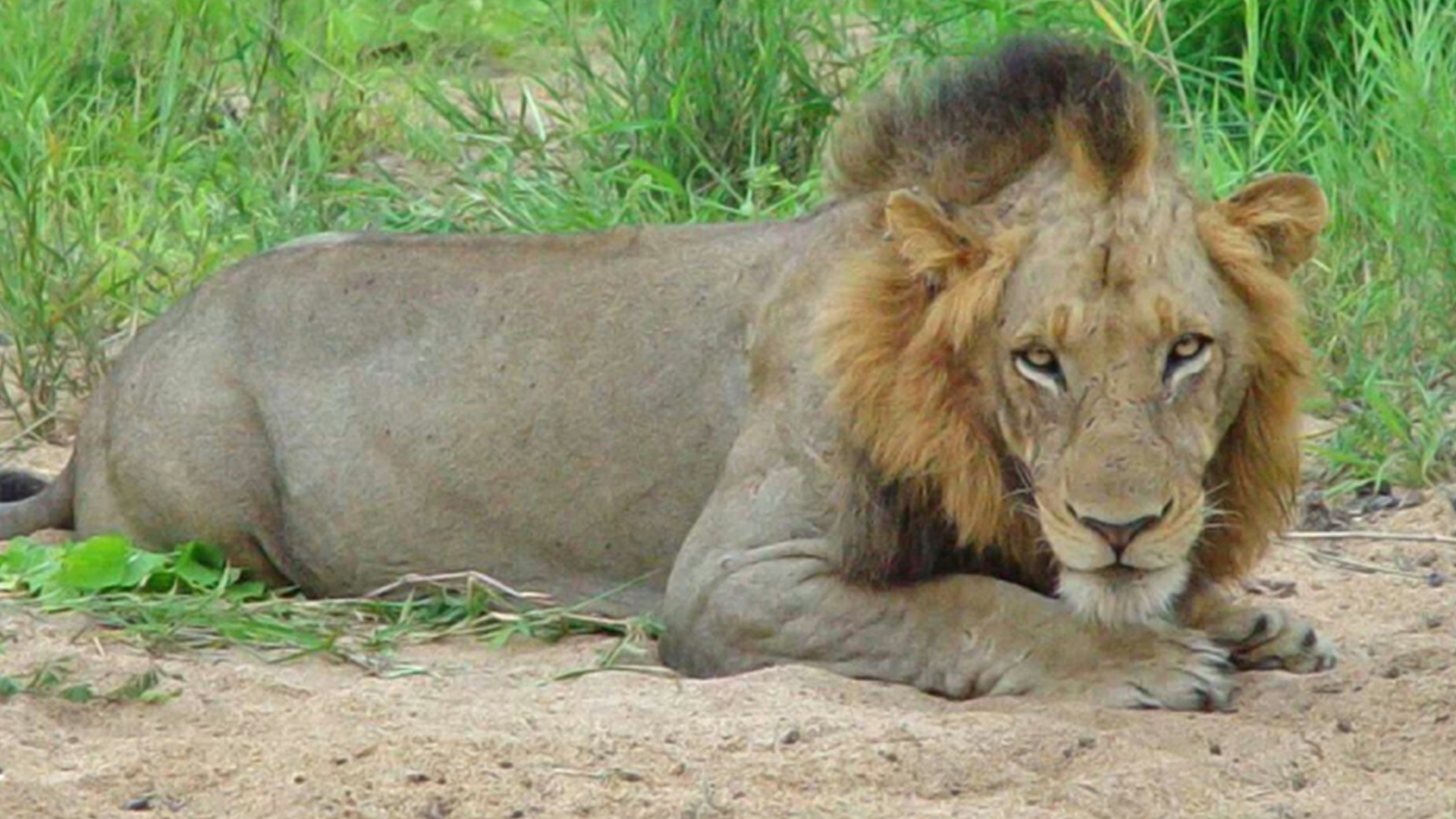 上面我们提到了"坏男孩联盟"和恩格拉拉里克,而t先生正是这个联盟中的