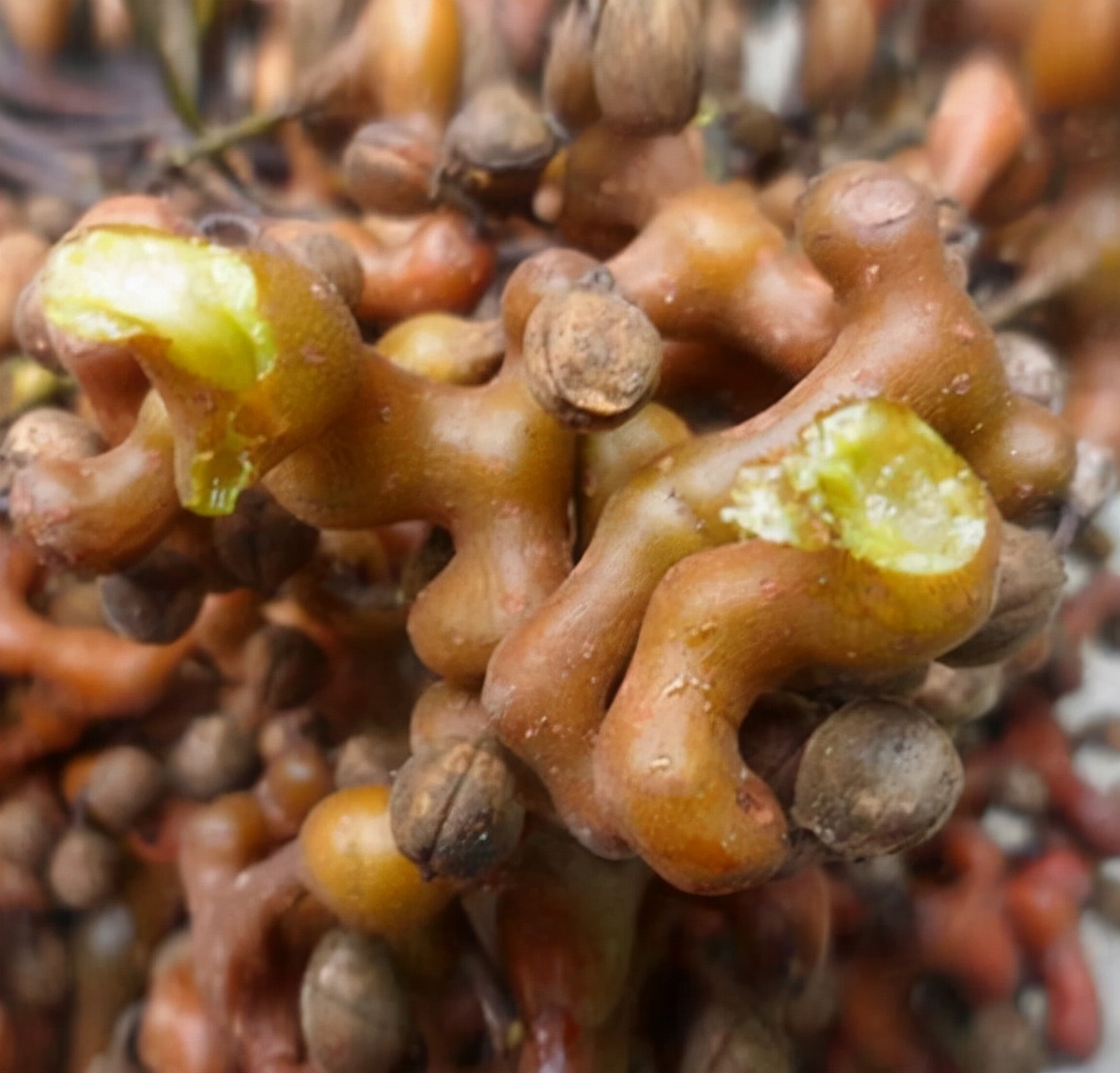 万寿果树的学名叫做拐角树,它还有别称就是鸡爪子,金钩梨,万寿果.