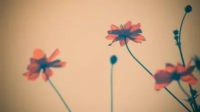 56范文 | 如何用“蒙太奇”结构法写出瞬间之美？