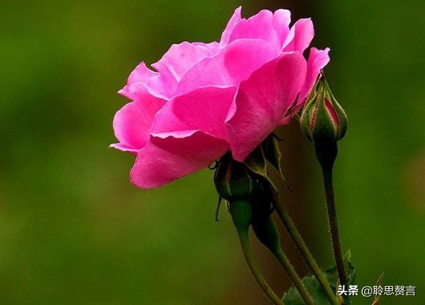 祝福生日的诗句有文化内涵又高雅的生日祝福语