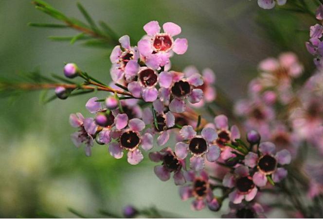澳洲腊梅花语（澳洲腊梅精致奇特感情永恒爱情忠贞）