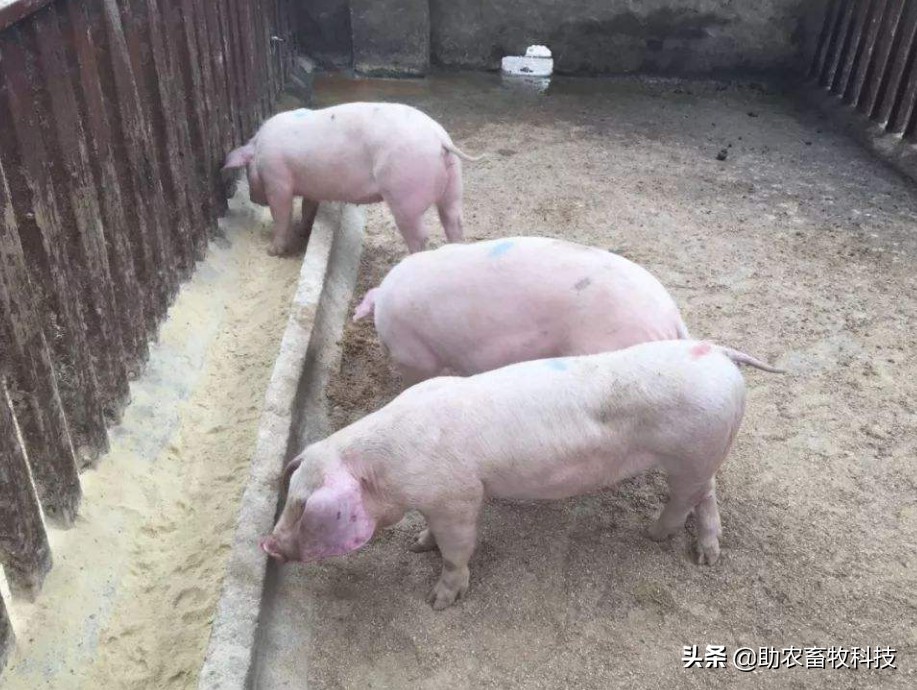 猪场发现疑似感染非洲猪瘟后如何快速控制下来