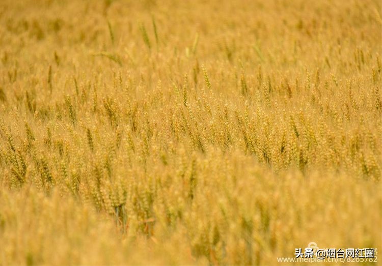 人们常说"三夏"大忙季节，即指忙于夏收、夏种和春播作物的夏管。
