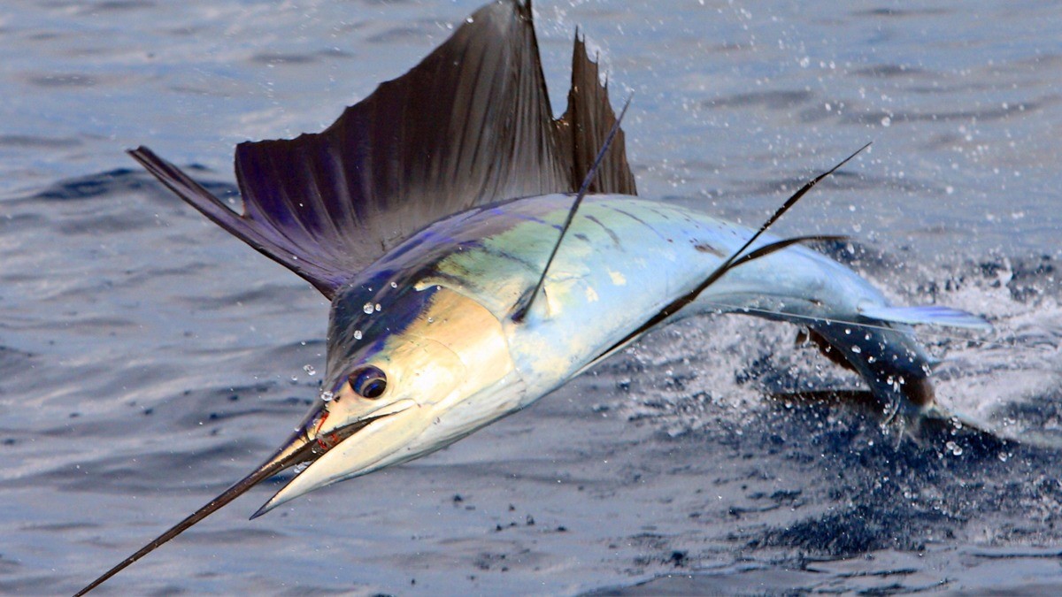 旗鱼,剑鱼,枪鱼都有细长尖锐的吻突,同属硬骨鱼纲,虽然外形看起来很