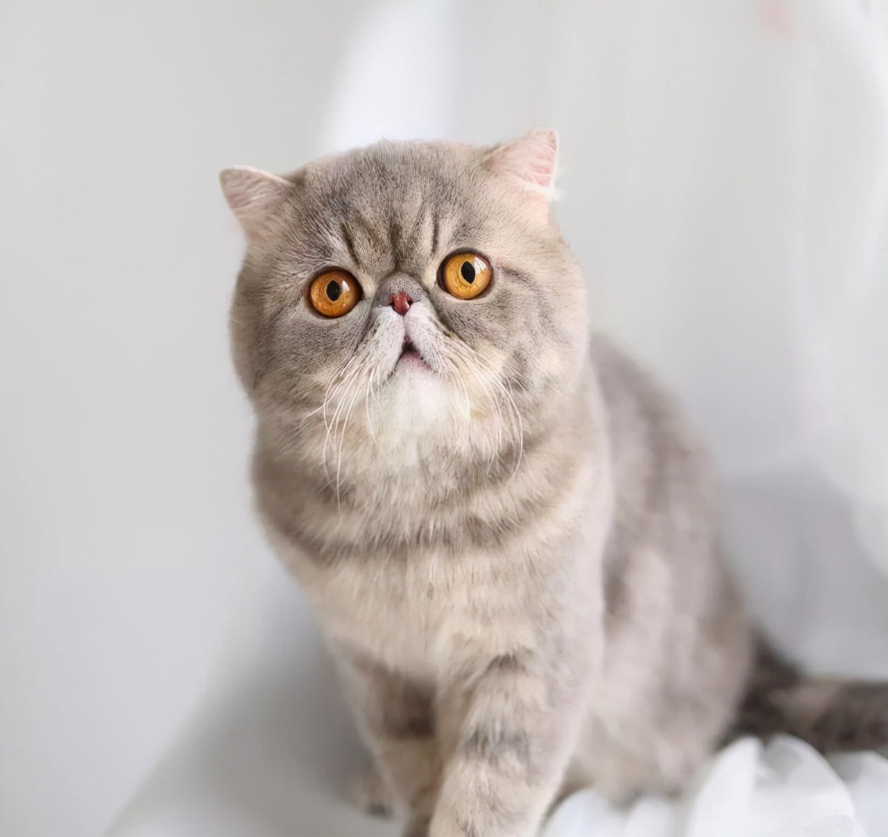 no.3 异国短毛猫