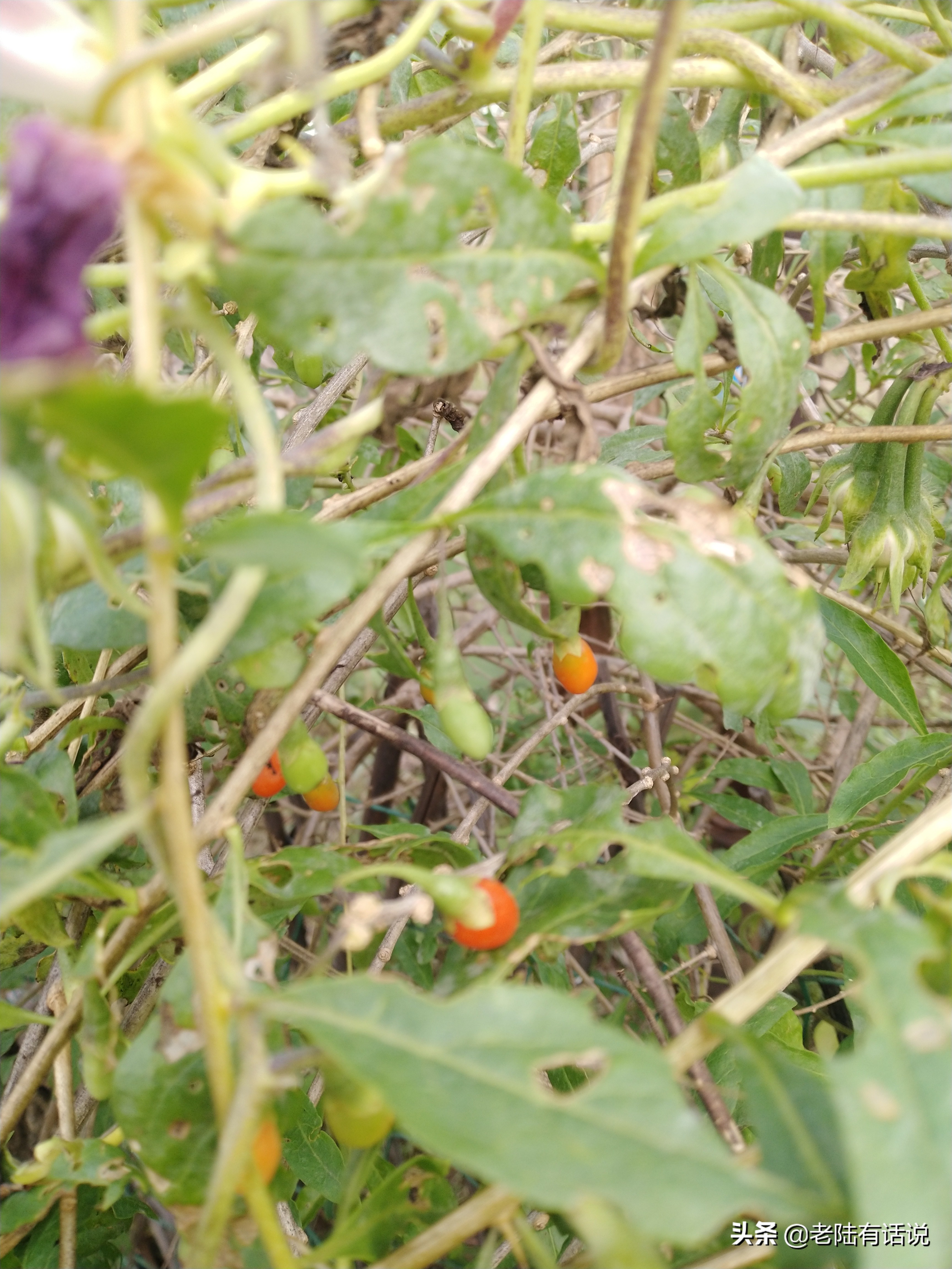 我的城市小菜园，我的田园之梦，金秋收获绿色食品