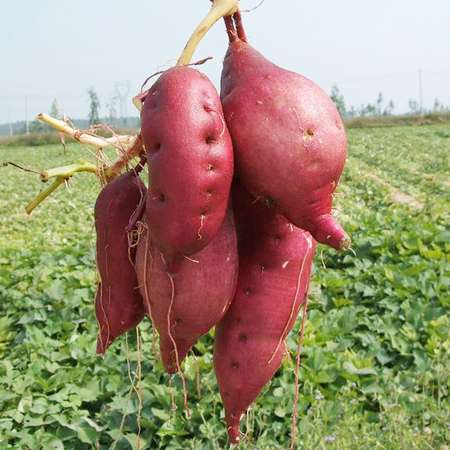 地瓜和红薯，傻傻分不清楚，它们之间有什么区别？又有什么关系呢