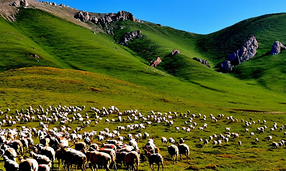 5:甘南玛曲草原