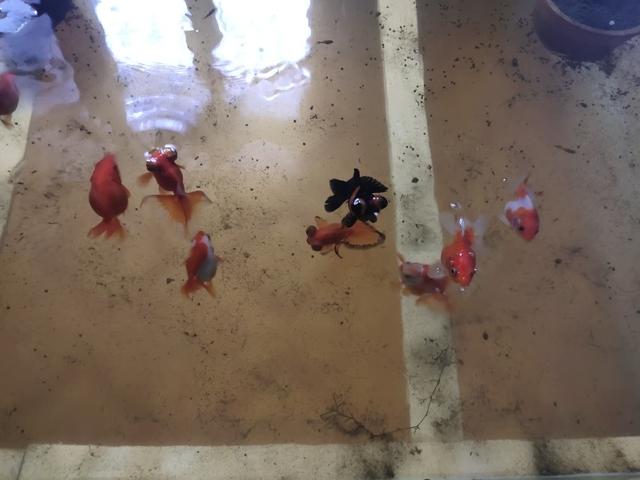 金鱼患上了白点病，会有哪些原因，采取何种保守方法治疗？