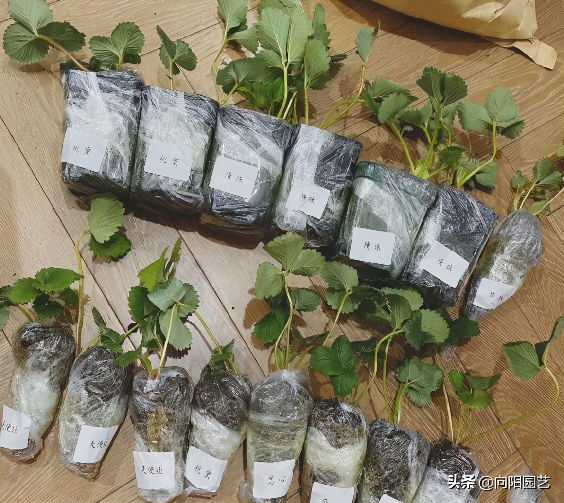 40一斤的草莓，自己也能种，种在花盆里，60天结出大果子