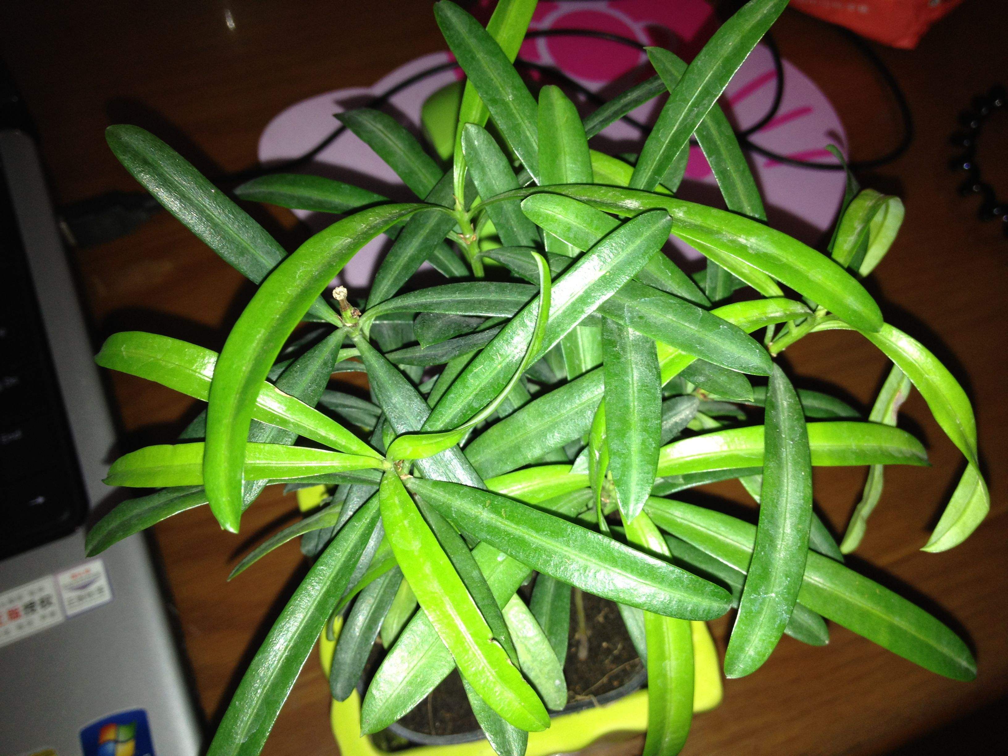 罗汉松不长新叶?分清生桩熟桩,对症解决!